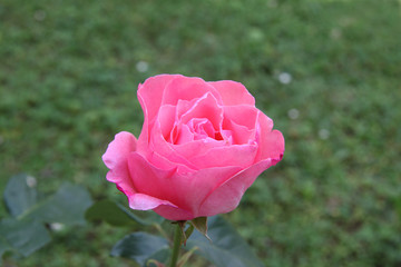 rose