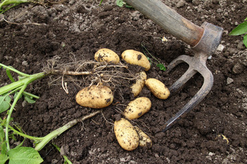 pommes de terre