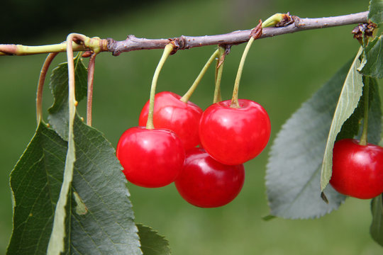 cerises
