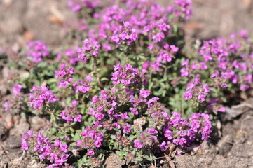 Obraz premium Sand-Thymian (Thymus serpyllum)