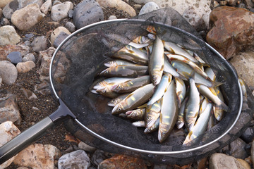 友釣りの釣果