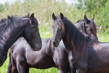 Black horses in a nature area