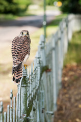 Turmfalke