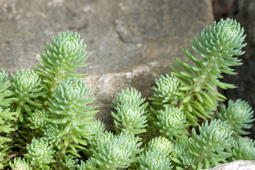 Naklejka na ściany i meble Succulents Growing by the Rocks