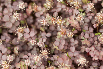 New Zealand Burr Groundcover