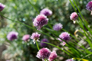 Garlic Chives Flowers