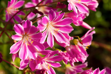 Obraz premium Lewisia Cotyledon Flowers