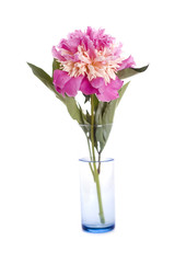 pink peony
