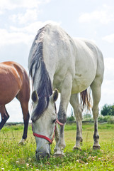 Obraz premium horse