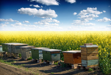 beehives