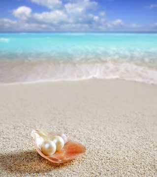 Caribbean pearl on shell white sand beach tropical