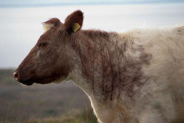 Fototapeta premium Irish Cow