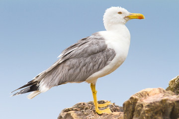 an adult of yellow legged-gull / Larus cachinnans