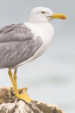 an adult of yellow legged-gull / Larus cachinnans