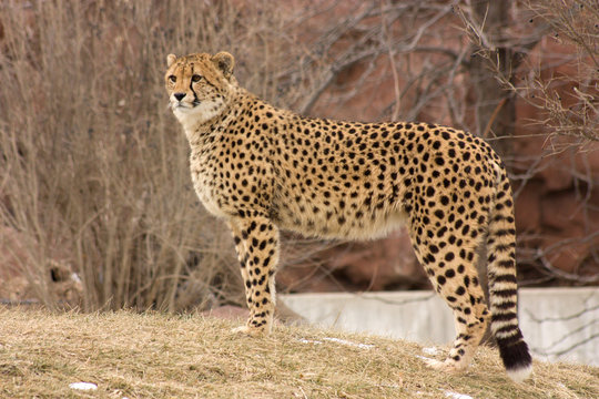 Cheetah watching for prey