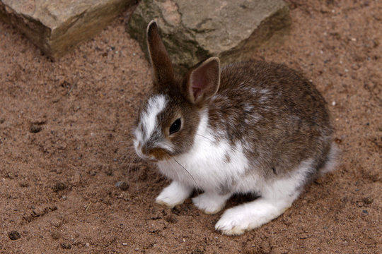 Kaninchen