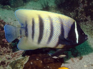 Six Banded Angelfish - Pomacanthus sexstriatus