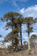 Bosque de Araucaria en Chile