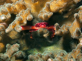 Coral Guard Crab - Trapezia cymodoce
