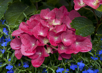 Hydrangea Macrophylla