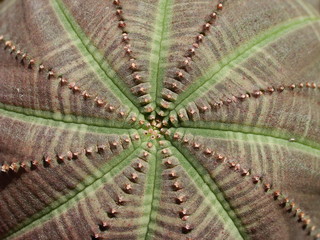 Euphorbia obesa 1