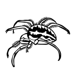 spider vector illustration