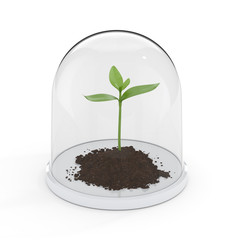 Conservation of young sprout.