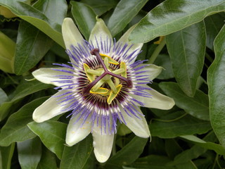 Passiflora
