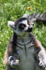 lemur monkey
