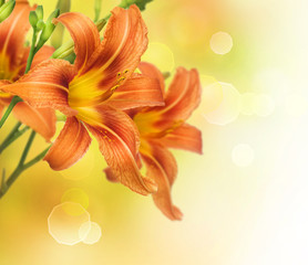 Yellow Lily Flower border design