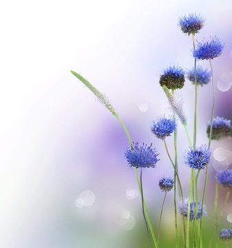 Fototapeta Abstract Flowers Border Design