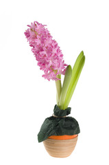 Beautiful spring flower of colour hyacinth