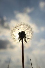 dandelion