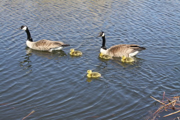 Canada Geese & Goslings