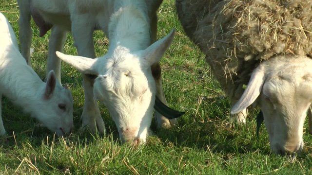 Ziegen und Schaf