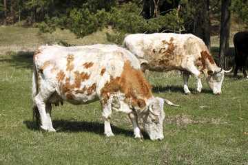 cows on a green meadow