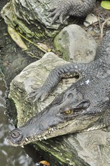 Crocodile