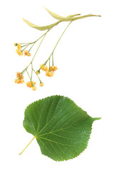 Linden flowers and leaves