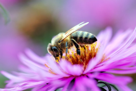 Biene auf Blume