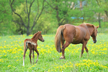 Fototapeta premium Horse