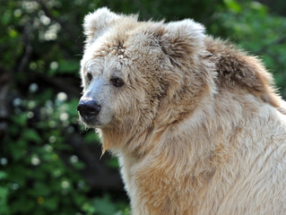Fototapeta na wymiar Portrait bear