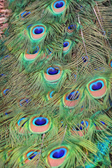 Fototapeta premium Pheasant