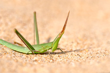 Insects