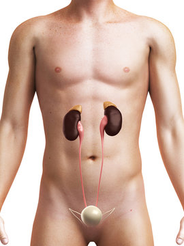3d rendered medical illustration of the male kidneys