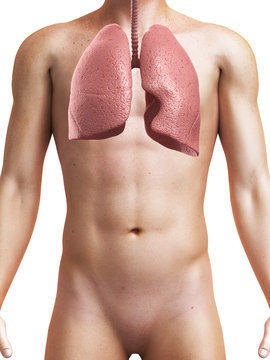 3d Rendered Medical Illustration Of A Healthy Male Lung