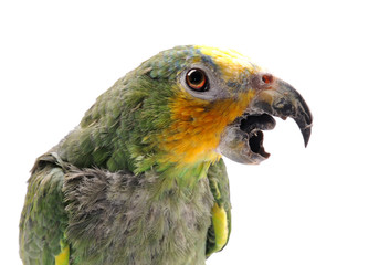 Green parrot