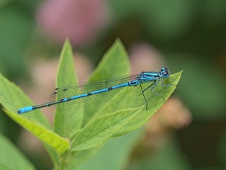 The blue dragonfly on the pond