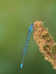 The blue dragonfly on the pond