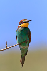 european bee eater (Merops Apiaster)