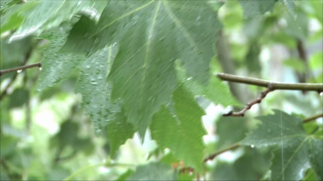 деревья под дождем